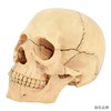 医信MDCD小型彩色拆分颅骨模型 拆装头骨模型 15部分可拆解骷髅头