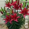 带芽香水百合种球，四季种植盆栽室内阳台，花卉绿植种子耐寒