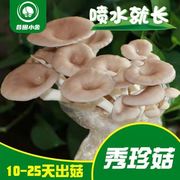 买一发三家庭蘑菇菌包食用菌室内蘑菇种植菌棒种子菌种菌