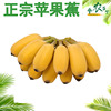 苹果蕉正宗超甜小香蕉香蕉，水果苹果粉蕉芭蕉西贡蕉广东banana水果