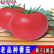非转基因西红柿种子盆栽 老品种口感好粉果大果番茄种子四季菜籽