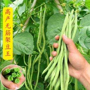 无筋架豆王种子(王种子，)泰国无筋豆种籽豆角长，芸豆蔬菜四季豆青豆高产
