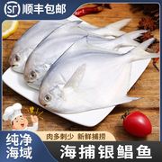 特大银鲳鱼深海昌鱼新鲜冷冻平鱼鲜活深海白鲳鱼国产海鲜水产