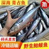 青鱼冷冻6斤青占鱼鲅鱼，鲐鲅鱼整条青花鱼，新鲜马鲛鱼深海海鲜水产