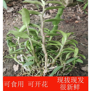 正宗铁皮石斛种植苗盆栽，可食用可开花安徽中药材，铁皮石斛苗做枫斗