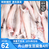 舟山特产新鲜龙头鱼豆腐鱼冷冻海鲜野生九肚鱼宝宝辅食水潺鱼4斤