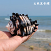 天然超大海螺贝壳黑斑马骨螺美国黑骨螺鱼缸造景居家摆件送人礼物