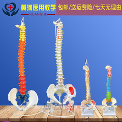 人体脊柱模型1 1成人正骨w练习脊椎模型颈椎腰椎人体骨骼模型骨