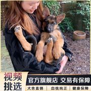 高智商德牧幼犬2-3个月双血统，长毛狼狗大型犬，警犬德国牧羊犬纯种