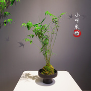 小叶米竹盆栽植物室内水培苔藓球竹子桌面办公室茶室绿植小盆景