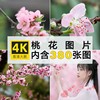 4K高清桃花图片粉红白花朵盛开花卉照片手机电脑壁纸素材自动