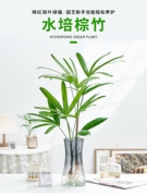 水培植物棕竹盆栽招财竹室内观音竹常绿观叶耐阴好养办公室富贵竹