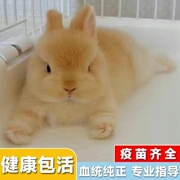 宠物兔子活物血统侏儒兔小型垂耳兔迷你荷兰茶杯兔纯种兔子活体