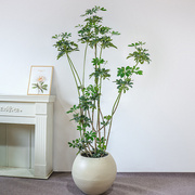 造型鸭脚木室内大型绿植物盆栽鸭掌木办公室客厅四季常青大型绿植