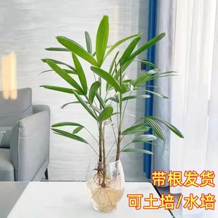 水培棕竹植物盆栽室内桌面，好养耐阴带根竹子四季富贵竹水养观音竹