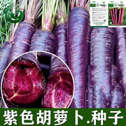紫胡萝卜种子夏秋季蔬菜紫色紫红红萝胡萝卜卜特色保健蔬菜易发芽