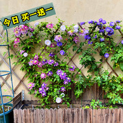 铁线莲爬藤植物重瓣大花，攀爬耐寒庭院，多季爬墙花卉阳台盆栽带花苞