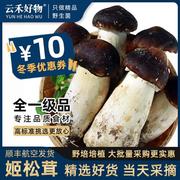 云南姬松茸新鲜菌菇特产菇类巴西菇食用菌松茸，蘑菇松耸赤松茸