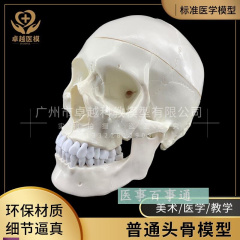 人体头骨模型头骨骷髅关节仿古头科K教标本神经科脑外科模