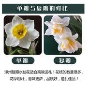 正宗漳州水仙花种球 盆栽冬季复瓣水养植物室内花卉种子水培绿植