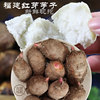 福建三明新鲜红芽芋小芋子5斤 正宗农家种植红嘴毛芋仔小芋头
