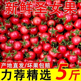 广西新鲜千禧圣女果5斤西红柿，小柿子小番茄樱桃当季特产水果蔬菜1