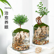小叶赤楠九里香生态瓶苔藓创意微景观办公室桌面盆W栽青苔造景绿