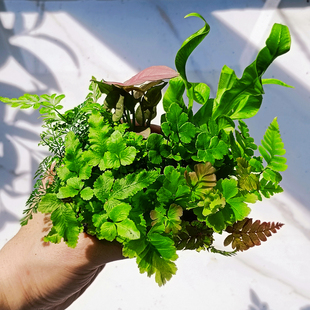 苔藓微景观水陆缸生态缸小植物，网纹草蕨类创意迷你植物造景材料
