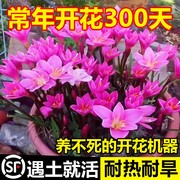 风雨兰种球清香型四季开花重瓣韭莲室内盆栽，花卉植物好养易活韭兰