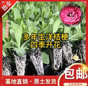 云南重瓣洋桔梗花苗多年生易养活庭院阳台盆栽花卉四季开花小花苗