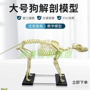 犬骨骼模型仿真大型成年狗骨架，标本狗头宠物，兽医畜牧动物解剖大号
