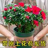 带花苞原土杜鹃花苗盆栽花卉，植物室内外客厅，阳台绿色植物盆景