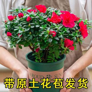 带花苞原土杜鹃花苗盆栽，花卉植物室内外客厅阳台绿色植物盆景