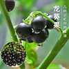 龙葵种子黑黝黝天天高产水果种籽春夏四季浆果阳台盆栽野菜蔬菜孑
