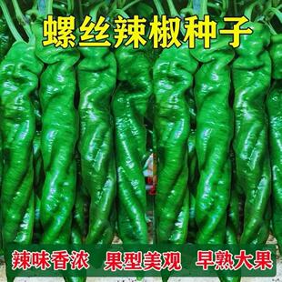 辣椒种子种苗子高产特大陇椒巨陇螺丝，椒种籽四季阳台盆栽蔬菜种孑