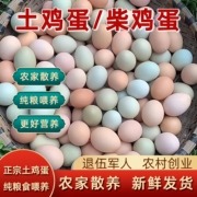 土鸡蛋农家散养新鲜柴鸡蛋纯正宗湖北农村野外山林自养草鸡蛋50枚