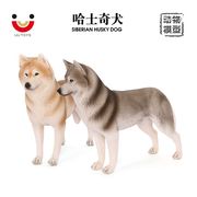 哈士奇犬模型实心大西伯利亚雪橇犬仿真动物狗狗认知儿童玩具摆件