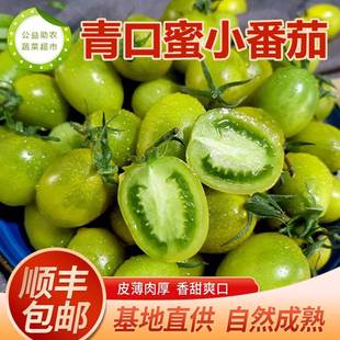 山东潍坊青口蜜小番茄圣女果青色绿色小番茄西红柿现摘现发水果