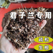 腐叶土君子兰土专用土营养，松针腐熟橡树叶，透气生根盆栽种植土