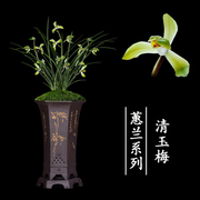 兰花盆栽植物室内蕙兰浓香，无花苞好养客厅清玉梅，名贵极品兰花苗