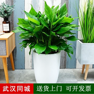 武汉绿植办公室万年青(万年青)盆栽，室内吸甲醛，植物花卉客厅净化空气植物