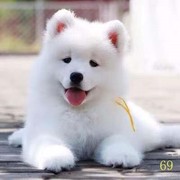 湛江萨摩耶幼犬纯种萨摩耶犬活体微笑天使萨摩耶小狗雪橇犬哈士奇
