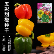 五彩甜椒种子彩色辣椒种籽室内阳台盆栽观赏食用多彩青椒种子