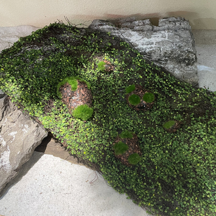 仿真草坪墙面绿植造景装饰摆放植绒石头绿色花艺辅材