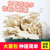 平菇蘑菇种植包菌种菌包家庭趣味菌菇香菇食用黑平菇室内菌棒盆栽