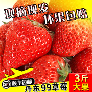 新鲜丹东奶油草莓3斤牛奶红颜奶油甜大草莓 礼盒孕妇水果