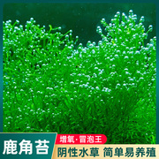 鹿角苔莫斯水草增氧鱼缸造景，植物淡水冒泡慕斯片定植阴性前景草坪