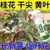 植物氨基酸营养液桂花营养液促开花防落蕾黄叶，改善土壤促生长告别