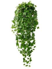 婵娟仿真爬山虎壁挂藤条藤蔓植物