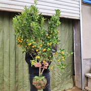 金桔苗盆栽地栽户外阳台庭院嫁接特大可食用四季带果脆皮金橘树苗